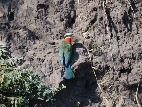 White-fronted Bee-eater