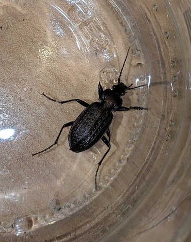 Granulated Ground Beetle