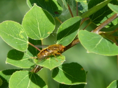 Parhelophilus laetus