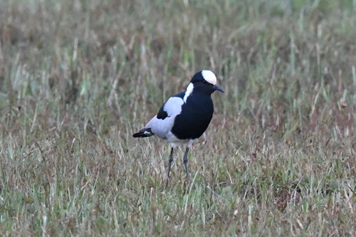 iNaturalist: (c) timothylloyd, some rights reserved (CC BY-NC), uploaded by timothylloyd iNaturalist image