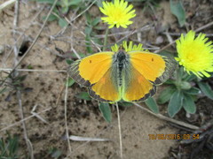 Colias myrmidone