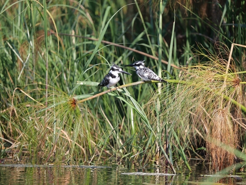 iNaturalist image