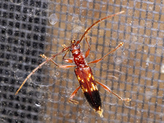 Coptocercus aberrans