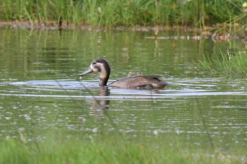 iNaturalist image