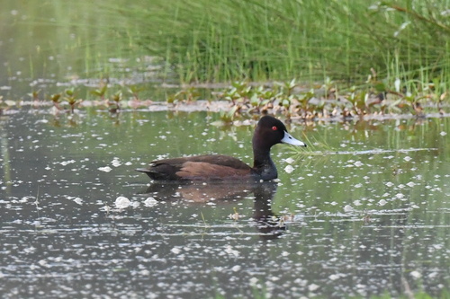 iNaturalist image