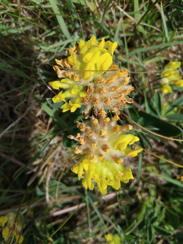 Common Kidney-Vetch
