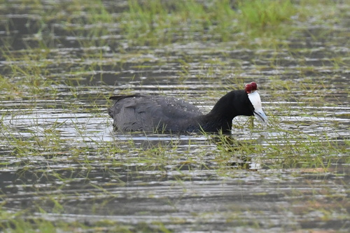 iNaturalist image