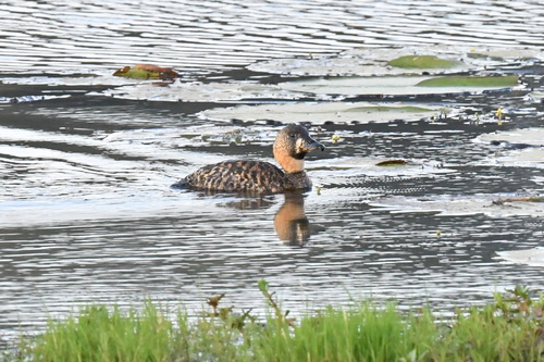 iNaturalist image