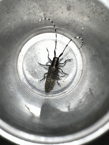 Golden-bloomed Longhorn Beetle