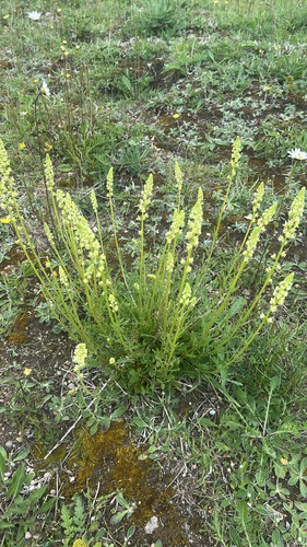 Wild Mignonette