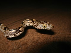 Trimorphodon biscutatus