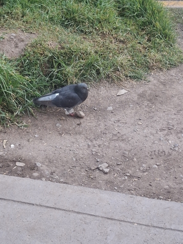 Rock Pigeon