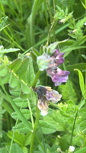 Bush Vetch