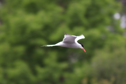 Common Tern