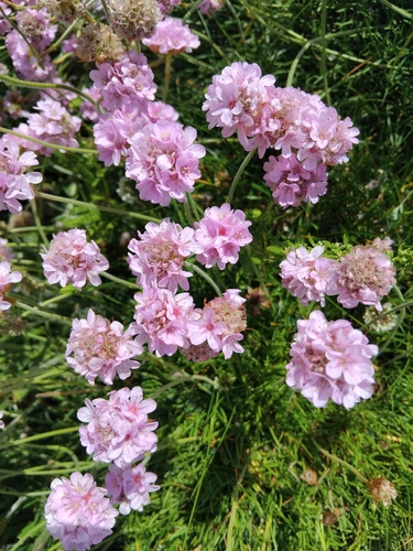 Sea Thrift