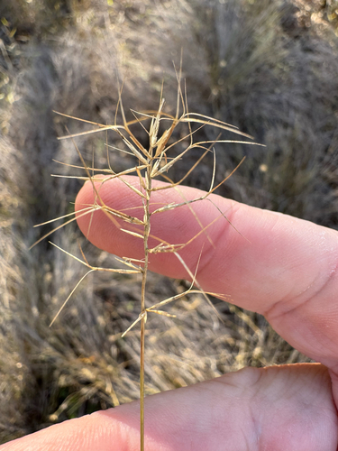 many-headed wiregrass