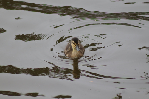 Mallard