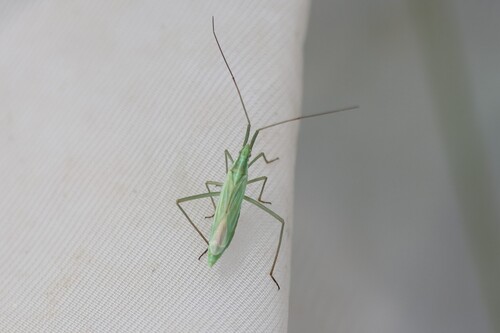 Megaloceroea recticornis