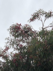 Trichoglossus moluccanus