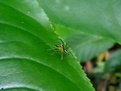 Lyssomanes antillanus