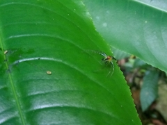 Lyssomanes antillanus