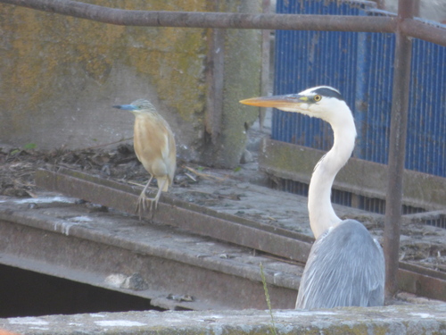 iNaturalist image
