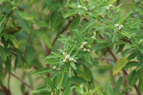 Lippia javanica, photograph 5