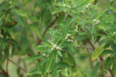 Lippia javanica, photograph (c) Tony Rebelo, some rights reserved (CC BY-SA)