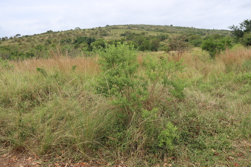 Lippia javanica, photograph 4