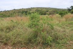 Lippia javanica, photograph (c) Tony Rebelo, some rights reserved (CC BY-SA)