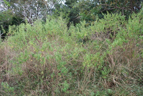 Lippia javanica, photograph 2