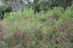 Lippia javanica, photograph (c) Tony Rebelo, some rights reserved (CC BY-SA)