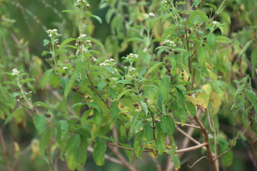 Lippia javanica, photograph 3