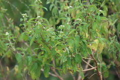 Lippia javanica, photograph (c) Tony Rebelo, some rights reserved (CC BY-SA)