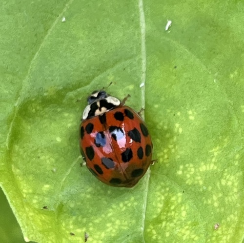 Asian Lady Beetle