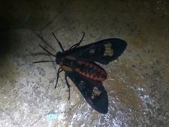 Phoenicoprocta capistrata