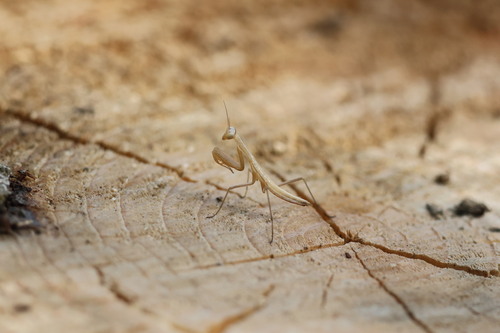 European Mantis
