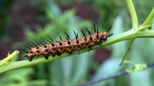 Gulf Fritillary
