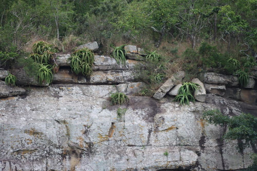Aloe vanbalenii, photograph 3