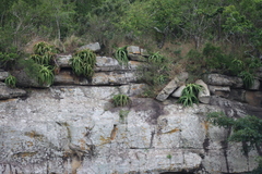 Aloe vanbalenii, photograph (c) Tony Rebelo, some rights reserved (CC BY-SA)