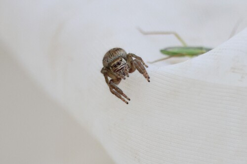 Evarcha arcuata