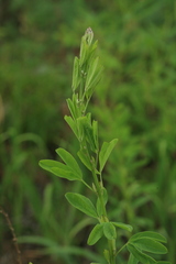 Lespedeza juncea