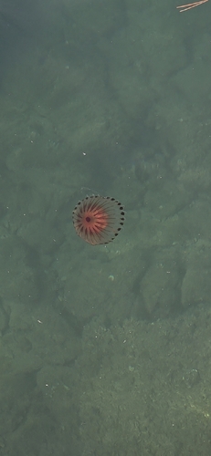 Compass Jelly