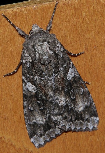 Didysis dirvinukas nuotrauka