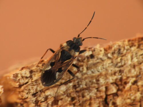 bright-spotted groundbug