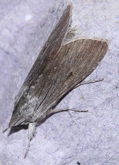 Cucullia lucifuga