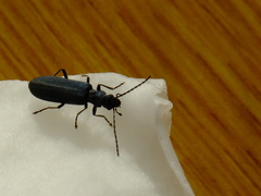 Coleoptera
