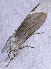 Cucullia lucifuga
