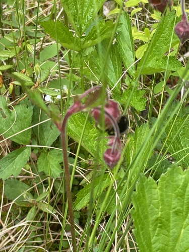 Water Avens