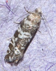 Epinotia tedella